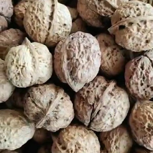 资中县薄皮核桃  干核桃