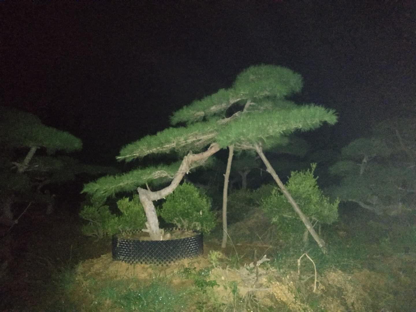  精品造型油松
