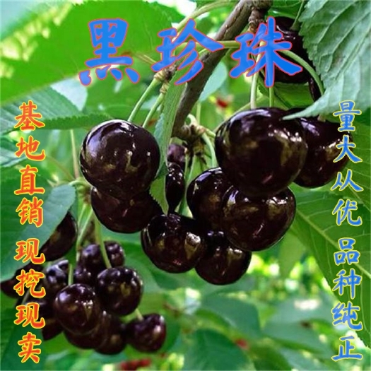 平邑县黑珍珠苗  嫁接黑珍珠樱桃树苗，南北方种植庭院种植，当年结果盆栽地栽树苗