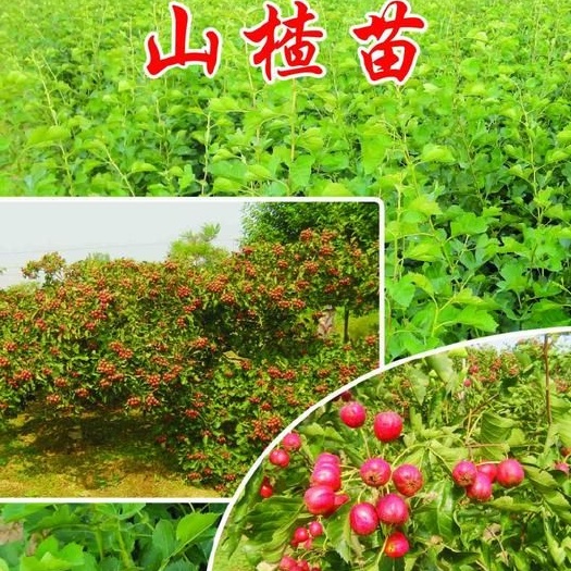 平邑县普通山楂苗 山楂树苗