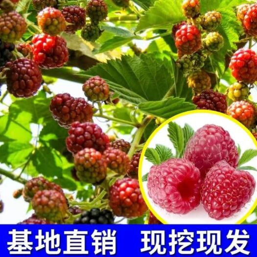 平邑县双季树莓苗  四季树莓苗当年结果盆栽地栽适合南北方种植现挖现发保湿保鲜发货