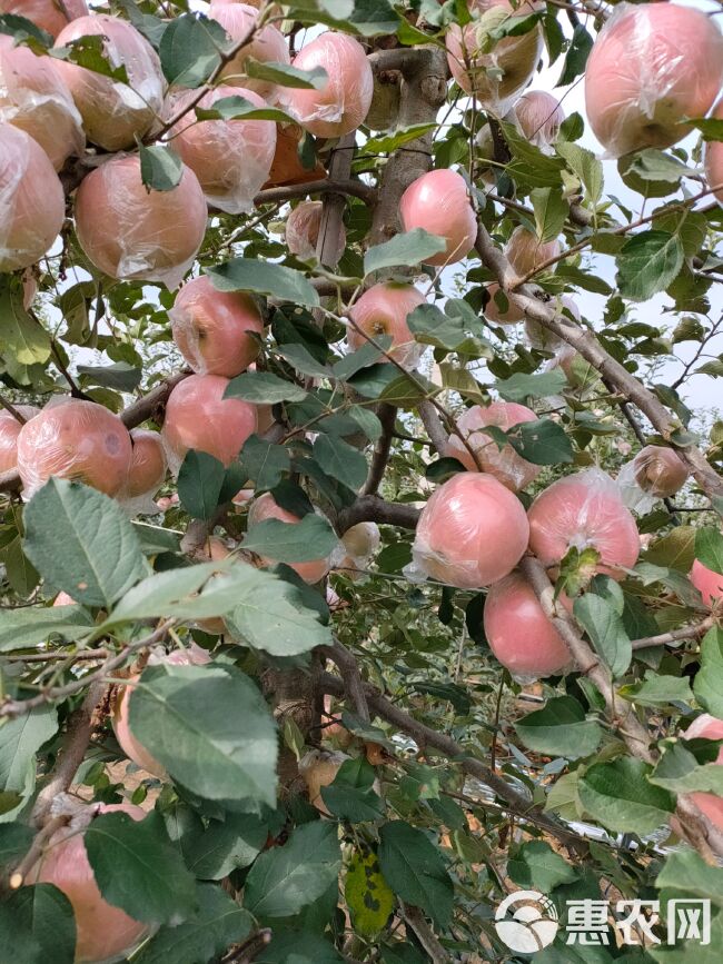  膜袋红富士苹果，产地直销，全国发货