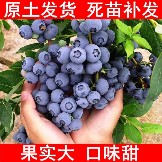 平邑县蓝丰蓝莓苗  蓝莓苗北方南方种植四季阳台室内蓝莓树果苗盆栽地