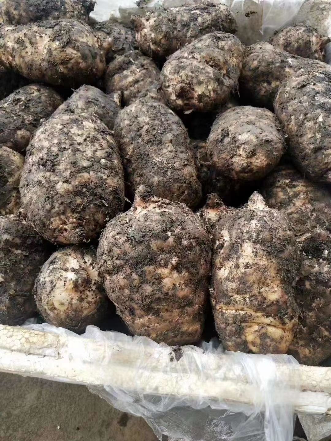 昭通天麻 小草坝天麻