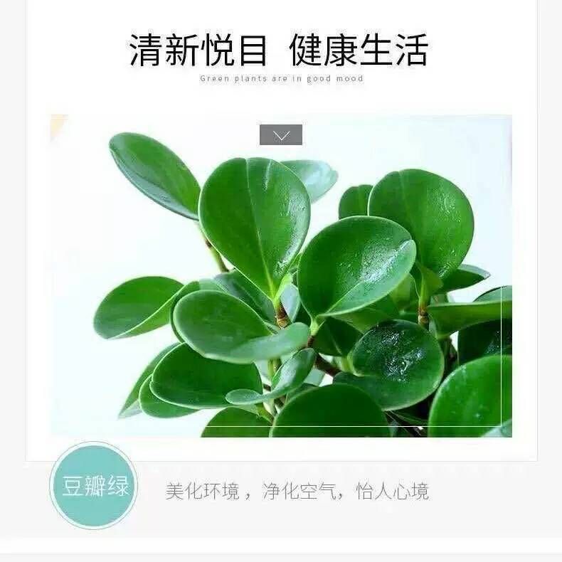 豆瓣绿盆栽大青叶碧玉植物室内好养花卉去甲醛办公室小绿植物多肉