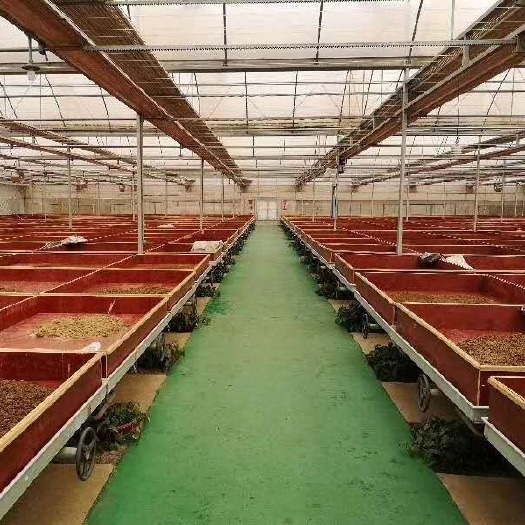  鱼虾蟹开口料冷冻无菌蝇蛆
