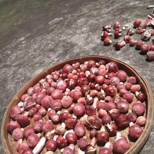 松溪县 天然野生红菇，600一斤