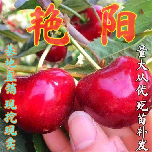 平邑县艳阳樱桃苗  嫁接艳阳樱桃树苗，南北方种植庭院种植，当年结果盆栽地栽果树苗