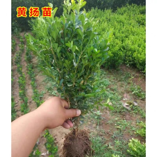 沭阳县大叶黄杨 黄杨苗树苗黄杨球小叶瓜子黄杨小苗四季常青庭院绿篱围墙篱笆苗