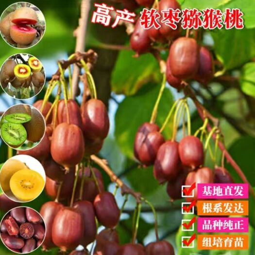 平邑县 软枣猕猴桃苗当年挂果苗品种多多产量高个头大可来实地考察