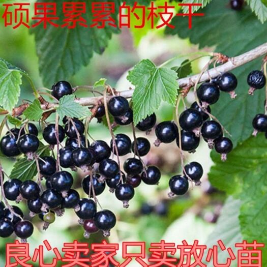 平邑县黑加仑苗 黑加仑葡萄苗嘉宝果树苗当年种植当年结果南北方均可种植