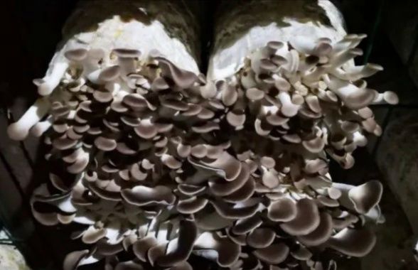 淮北秀珍菇菌包规格23*48厘米一棒出鲜菇2.5斤以上