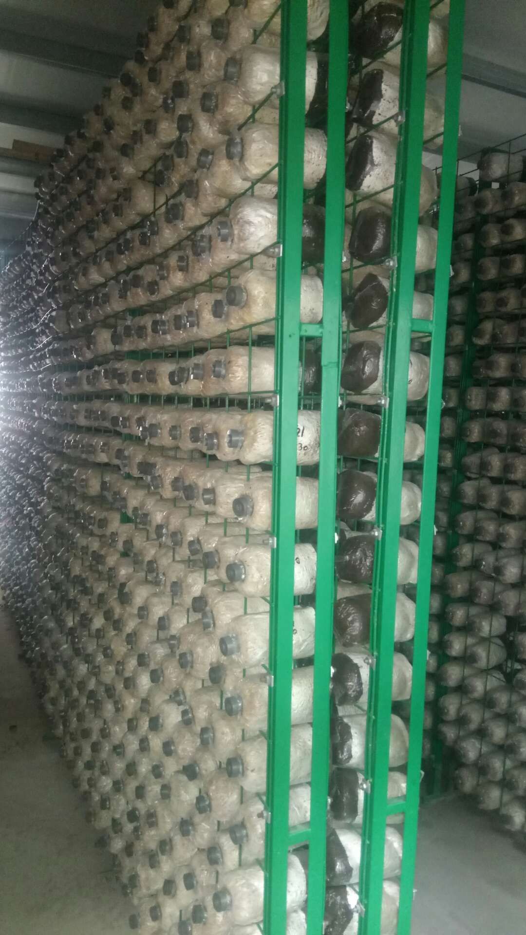 大球盖菇菌种  大球盖菇（赤松茸）菌种