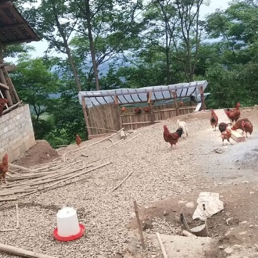 凤冈县 没有喂饲料的土鸡。