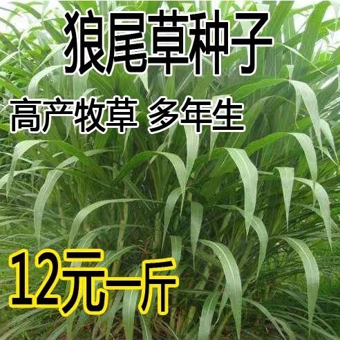 沭阳县狼尾草种子  牧草种子尾草种子杂交尾草高产供草期长多次刈割禽畜牧草籽