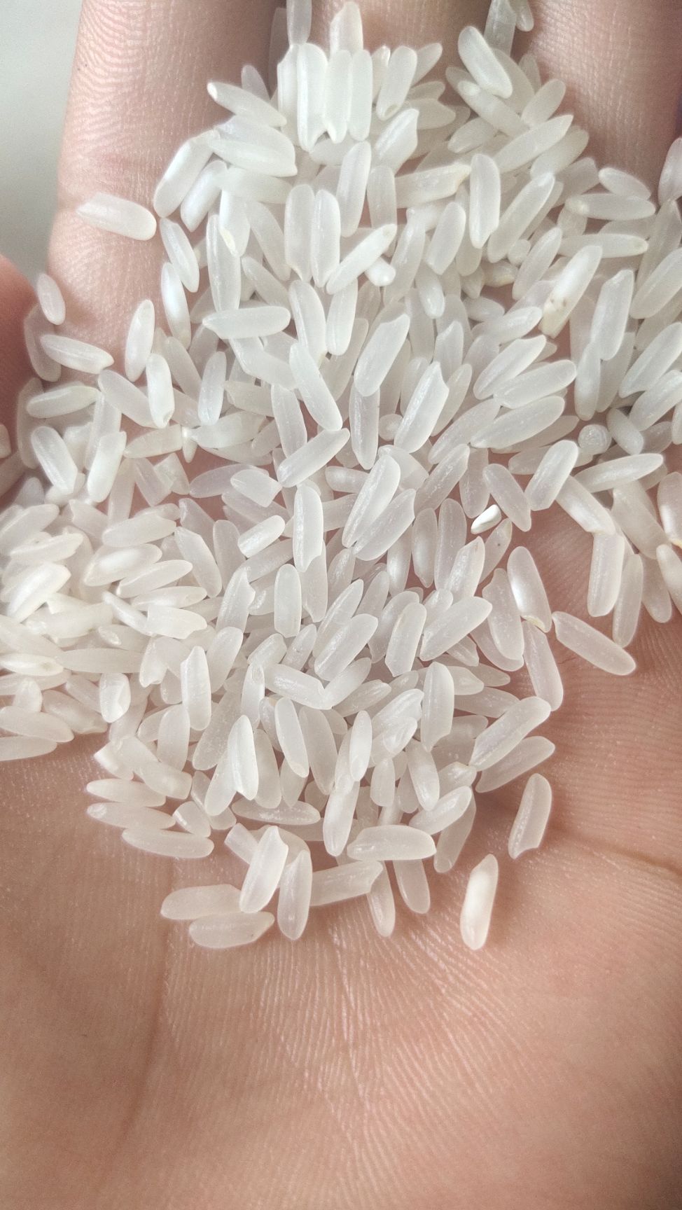 丝苗米 一等品 中稻 籼米 