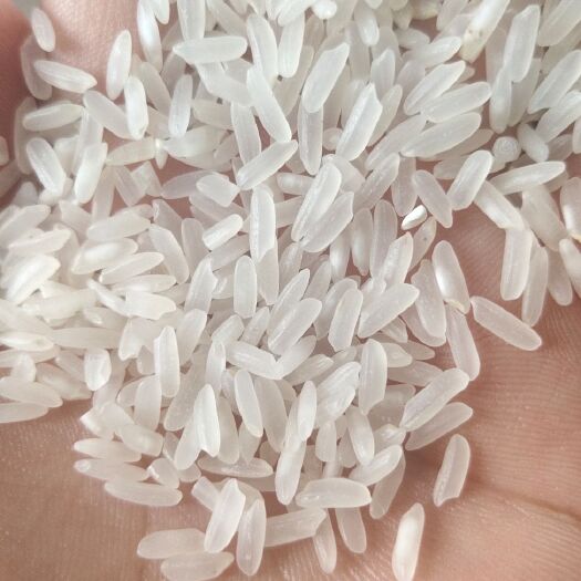 泗洪县丝苗米 一等品 中稻 籼米 