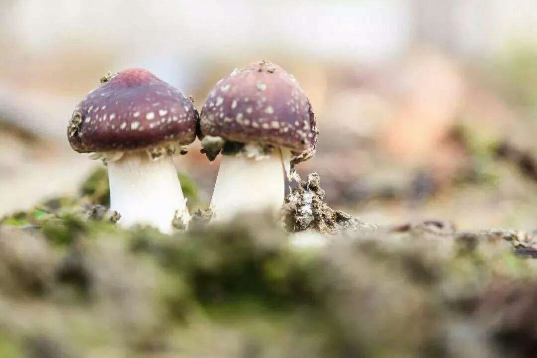 大球盖菇菌种  大球盖菇（赤松茸）菌种