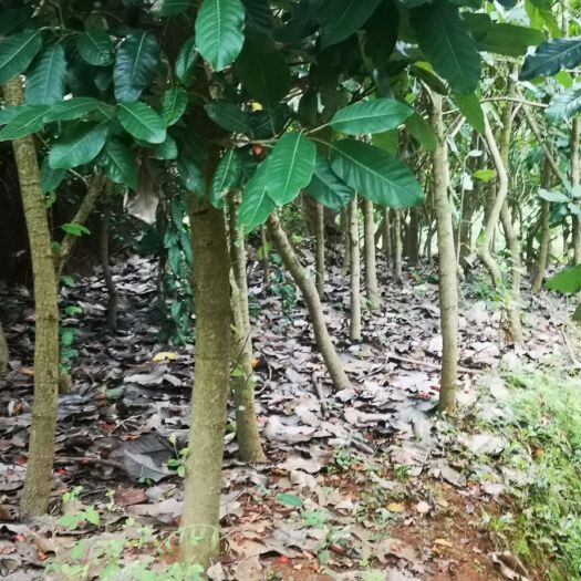禄劝县云南山玉兰
