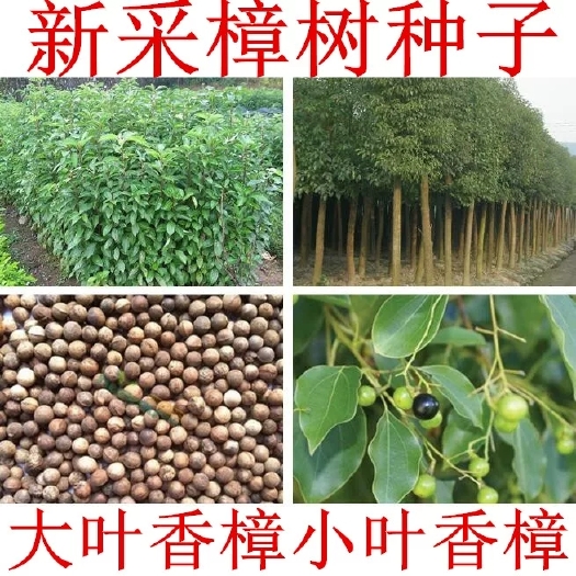 沭阳县香樟种子 小叶香樟种子 大叶香樟种子 油樟 油樟树