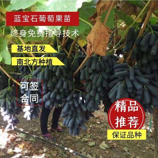 平邑县蓝宝石葡萄苗  葡萄树苗蓝宝石葡萄嫁接适宜南北方种植当年结果
