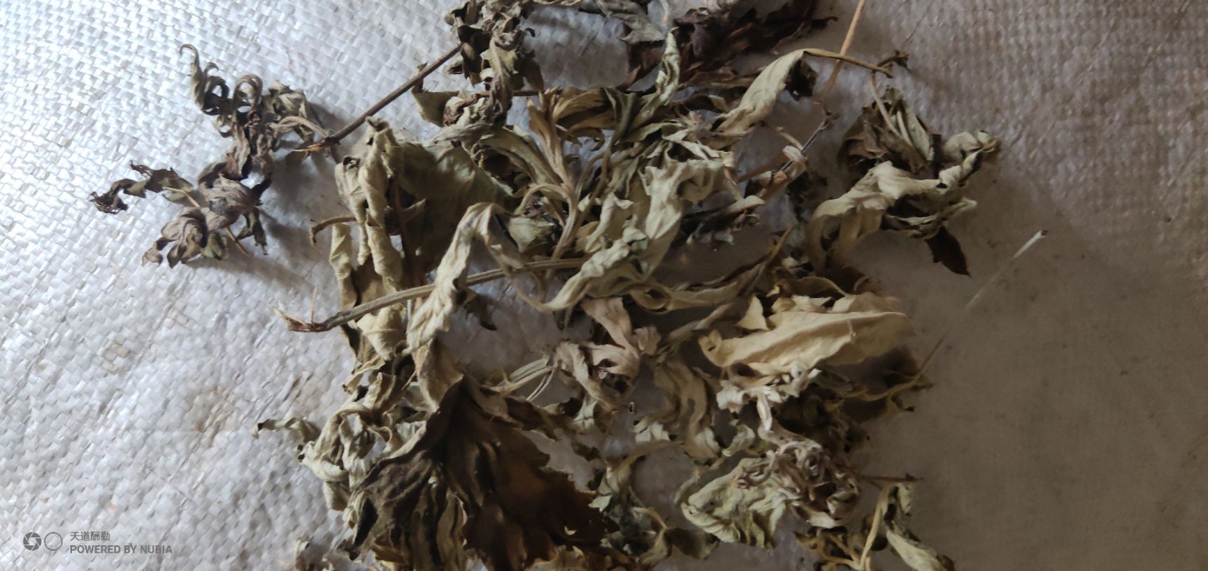 艾草  大别山-生艾叶