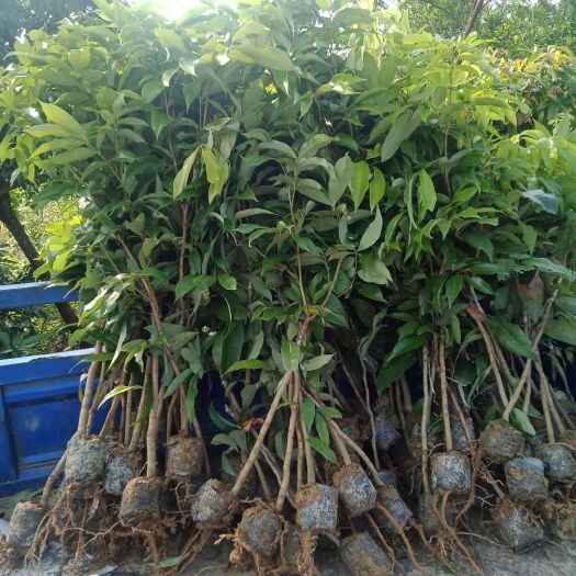 普宁市小袋荔枝苗，根壮叶茂，苗很靓！