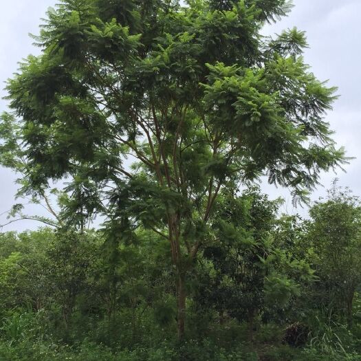 武宣县普通蓝花楹  蓝花楹，地苗米径15到20公分