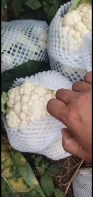 邯郸白花菜花 紧密 河北省邯郸市丛台区 2~3斤