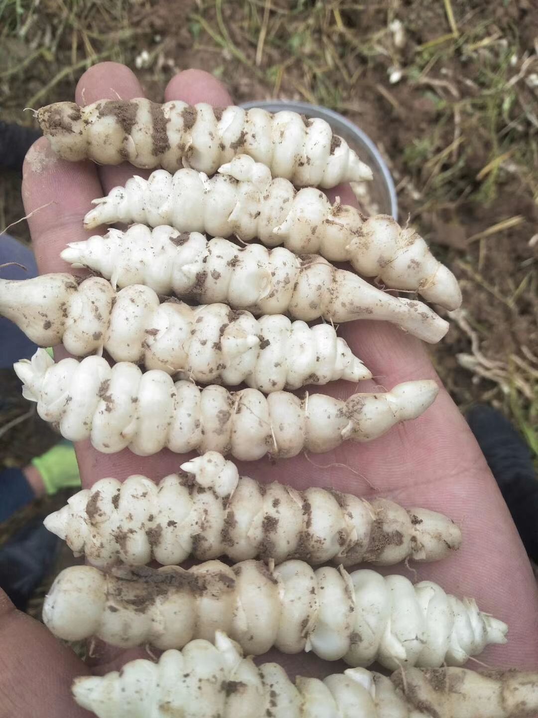 贺兰县宝塔菜  个头大，泥巴少，有想要的老板赶紧联系