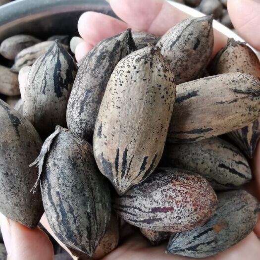 衡阳碧根果 3-6个月 