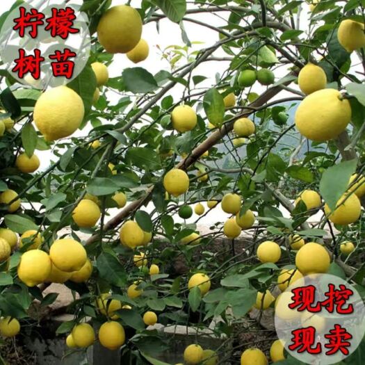 平邑县香水柠檬苗  优质香水苗品种多多优质嫁接柠檬苗盆栽地栽南北方均可种植