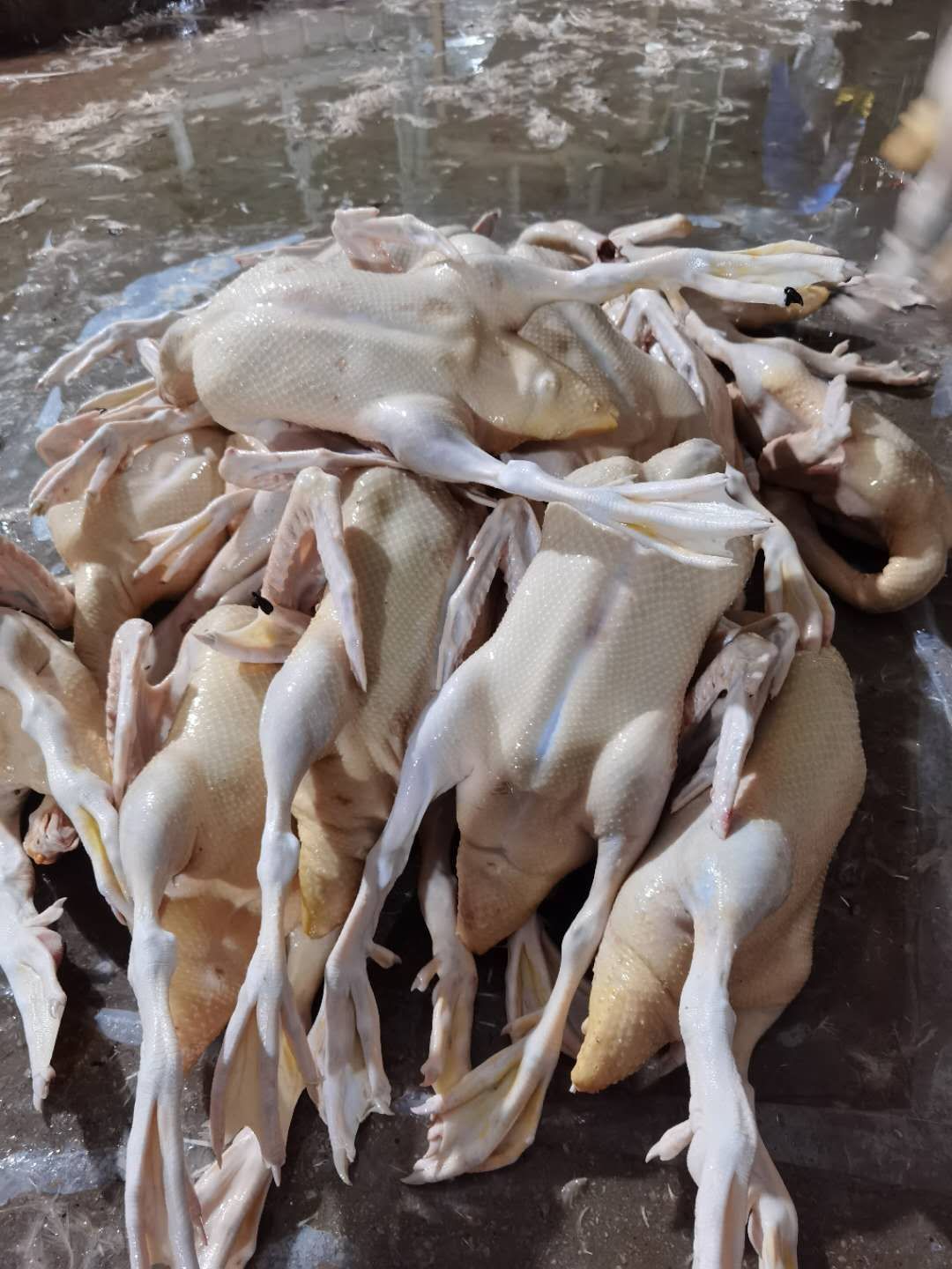 鸭肉 白条火鸭