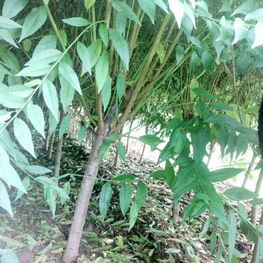 泰安山毛桃树苗 2.5~3米 