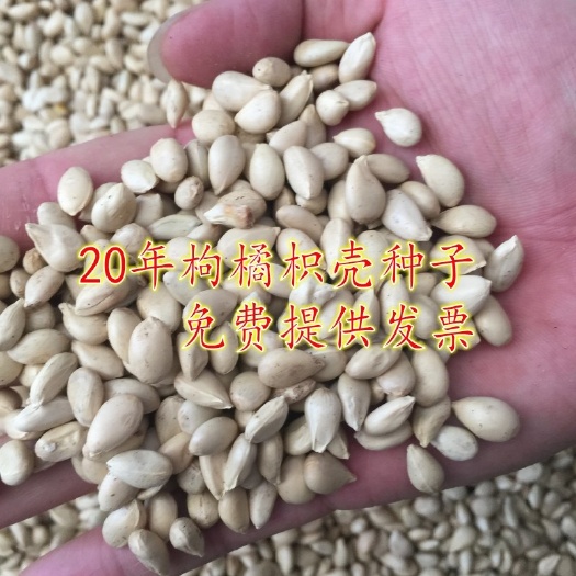 红橘种子  新采枸橘种子枳壳种子枸桔红橘橘子柑橘香橙脐橙籽嫁接砧木树种子