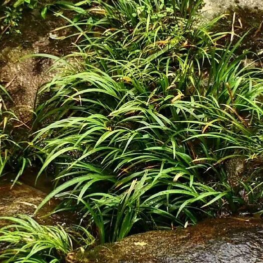 弋阳县石菖蒲苗