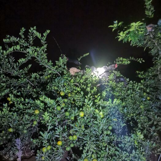 汉寿县 土鸡…全天然散养