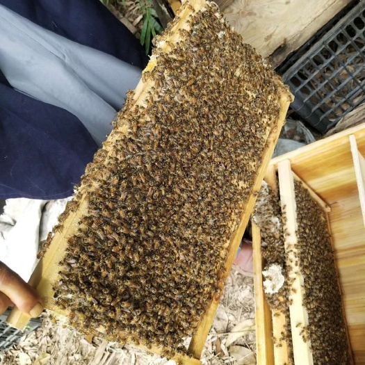 盘州市中华蜜蜂  蜜蜂
