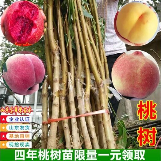 平邑县冬桃红蜜桃树苗  桃树苗，各种规格品种都有欢迎咨询