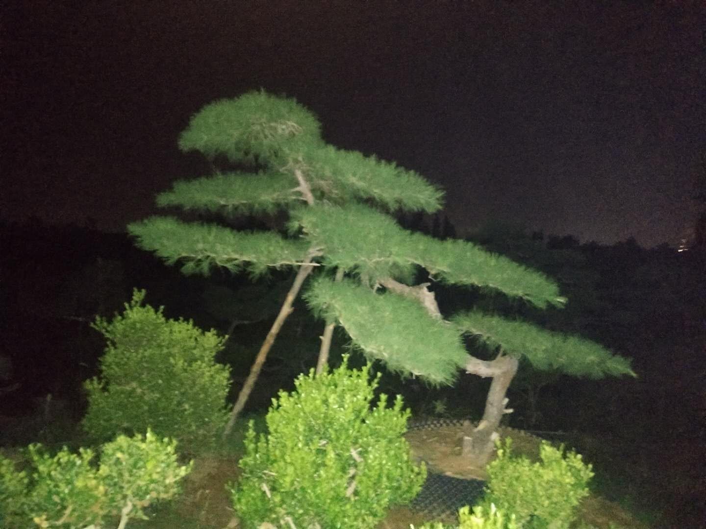  精品造型油松
