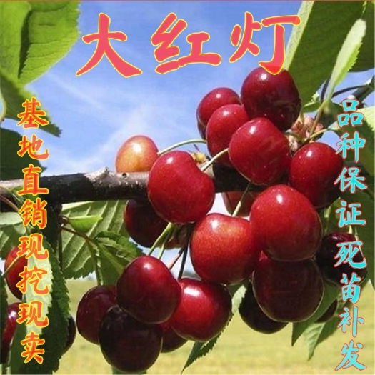 平邑县红灯樱桃苗  嫁接大红灯樱桃树苗，南北方种植庭院种植，当年结果，盆栽地栽苗