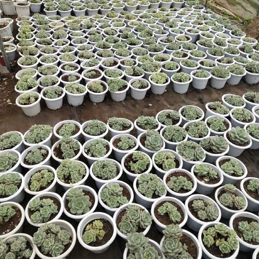 昆明 180盆香草