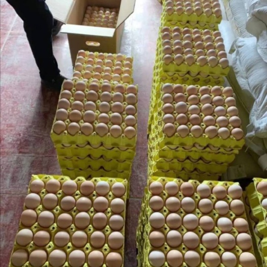 辛集市红心鸡蛋，土鸡粉壳 红心蛋 码数齐全 保障质量 鸡场基地直发