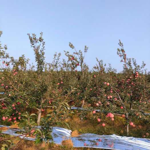 绥中县寒富苹果大量现货