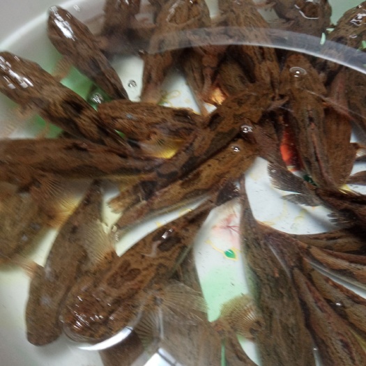 儋州市海南笋壳鱼 （笋壳鱼批发）海南笋壳鱼，笋壳鱼的体形略延长，粗