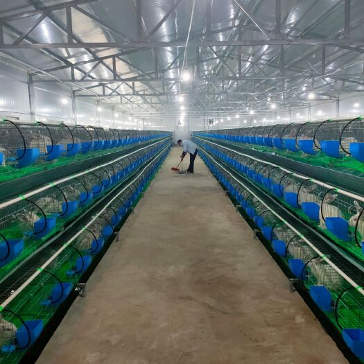 桑植县比利时兔，你来养我回收！包教技术