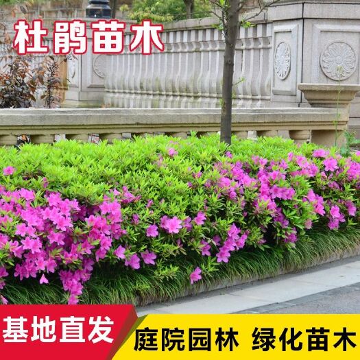 宁海县毛杜鹃花苗室外彩色绿篱室庭院绿化植物四季开花常青园林别墅耐寒