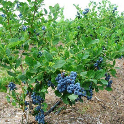 平邑县兔眼蓝莓苗  优质蓝莓苗    美登蓝莓苗  伊丽莎白蓝莓苗
