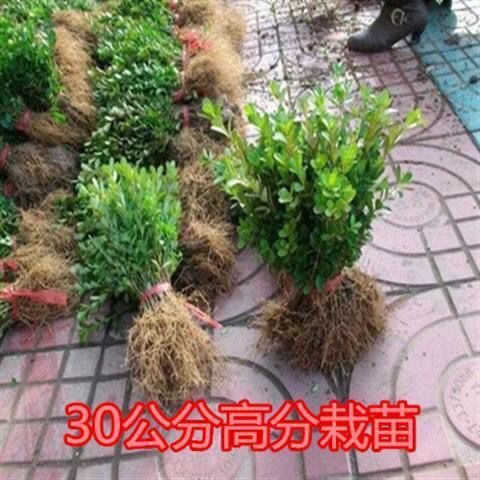 平邑县 黄杨苗树苗黄杨球小叶黄杨瓜子黄杨小苗四季常青耐阴常绿庭院绿篱