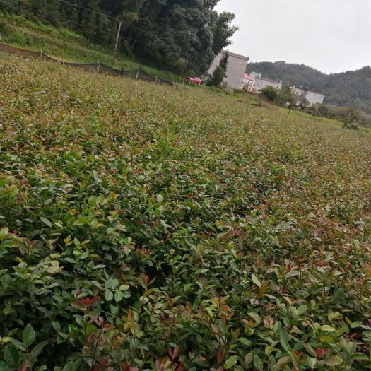 遂川县油茶苗  来自大自然，归自大自然。亲们等你们。